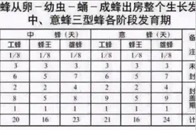 如何判断人工育王的品质？老蜂农：看时间图片