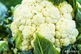 春花椰菜栽培技术，掌握这几点，才能增值增产图片
