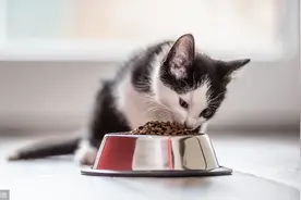 猫咪食欲不振？不吃东西怎么办？别担心还有这几招！图片