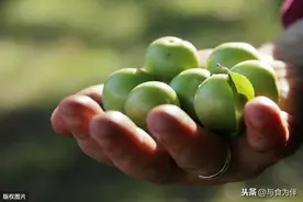 立夏，别错过这“凉果之王”，清凉解热少上火，比吃西瓜还解渴图片