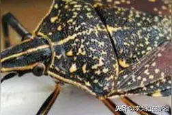 枣树种植，黄斑蝽这个虫害一定要防治好图片