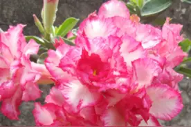 沙漠玫瑰有“三喜三怕”，冬天按它的喜好养，植株健壮，越冬无忧图片
