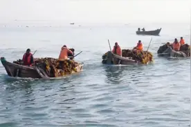 在威海荣成俚岛，崛起一个“海带特色小镇”图片