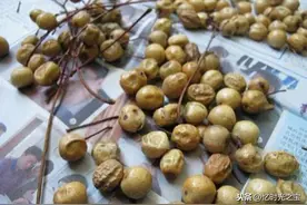 用“苦楝子”做手串，虽然过程很痛苦，成品却是你想不到的结果图片