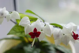 初中生优秀作文：你的美，照亮我的心图片