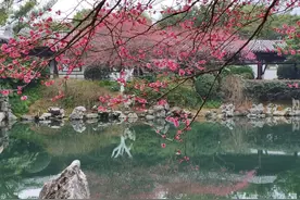陆游沈园诗赏读：城南小陌又逢春，只见梅花不见人图片