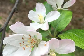 春天的花，春天的芽，春天的一切都这么美好，希望无处不在……图片