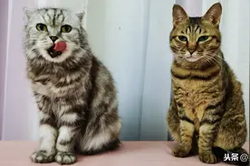 铲屎官用饮水机给猫咪喝水，是不是太矫情？不！是实用又健康！图片
