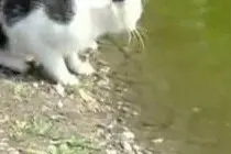 上联：猫过鱼塘双眼绿，邀对下联图片