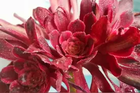 挖心法可以让多肉法师快速爆头，但1点要注意，不然容易空心图片