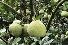 文旦柚高产栽培技术，方法既简单又方便，不妨学习一下图片