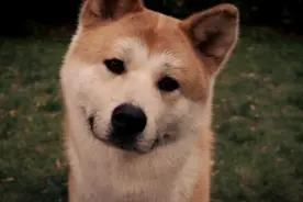 【哭到颤抖】此生不敢再看第二遍的电影《忠犬八公的故事》图片