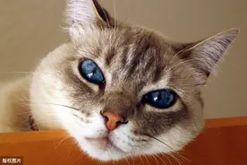 哪怕脸很干净，猫咪为什么也爱洗脸？图片