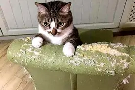 猫咪抓沙发很闹心？教你一招，猫咪远离沙发，小物件有大用处图片