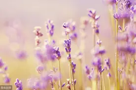 省直公务员和乡镇公务员如何选择？看完才知道原来差距这么大！图片