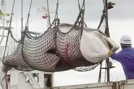 日本为什么执意捕猎鲸鱼？吃肉并不是目的，背后深意值得各国警惕图片
