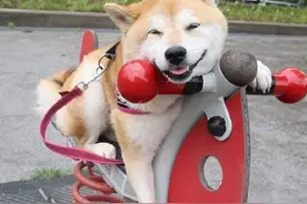 柴犬UNI在游乐园の日常玩耍 玩得好欢乐图片