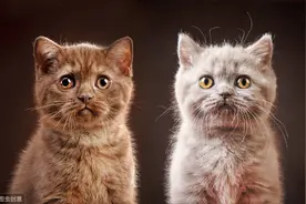 猫咪不喜欢的10件事图片