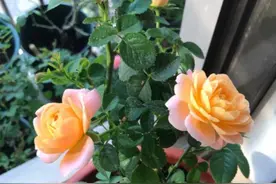 养月季花，“1种肥”足够，既能生长，又不耽误开花，四季不间断图片