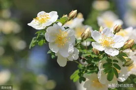 晚春花信风：开到荼蘼花事了，红楼梦大观园到底有没有荼蘼花？图片