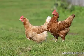 鸡、鸭、鹅、猪、牛、羊，哪种肉营养价值更高？图片