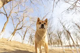 无人幸免，猫狗粮各种翻车，到底要怎么选猫狗粮，怎么喂才好？图片