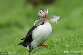 不建窝的鸟，水下一流"飞行家"，海雀中家族的骨干成员图片