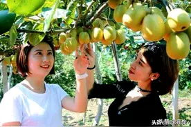 危害猕猴桃果蒂，病菌可浸入果实造成果腐！此病害该怎么防治？图片