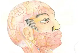 生命-人体-人文：人体解剖学绘画（二）图片