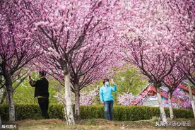 正当时，山东青州范公亭公园樱花、玉兰相继开放！图片