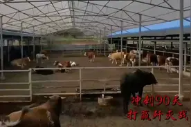 大方县：乌蒙腹地的“安格斯”之乡图片