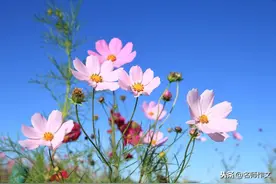 四年级同步作文：观察日记图片