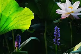 你若懂我，该有多好？图片