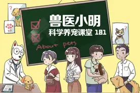 狗狗也会晕车，暴力教育解决不了问题，让狗狗多适应才是关键图片