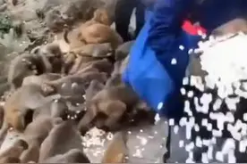 拿验孕棒给猴子测孕？又有主播出来作妖，还与公园管理人员“打游击”图片