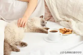 猫咪爱你的各种表现，全中肯定是灰常爱你的喵了图片