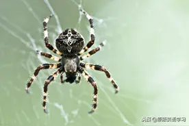 英语原版阅读：Spiders!图片