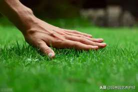 七八月份的高温季节，草坪病害防治要点图片