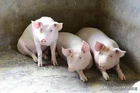 大蒜在猪病防治中的妙用，原来这些猪病用大蒜就可以治好图片