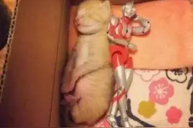自从猫咪有奥特曼陪伴后，变得异常活跃，看到相处模式主人舒服了图片