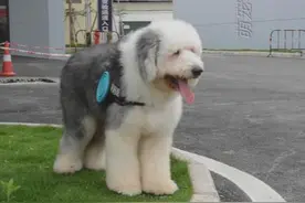 狗摇尾巴时，很多人就以为是开心，宠物专家告诉你，其实另有含义图片