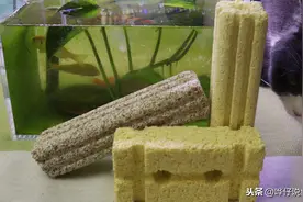 从人人追捧到一脸嫌弃，鱼缸细菌屋见证了水族圈的浮躁与虚荣图片
