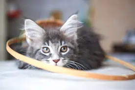 揭露养猫骗局：可爱外表下的恶魔图片
