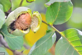 高产核桃科学种植技术，掌握施肥管理技巧，确保核桃优质增产图片