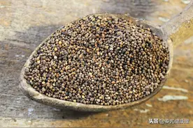 每日一药——菟丝子图片