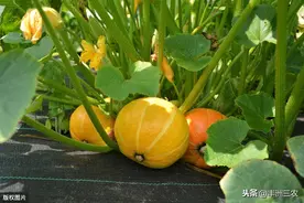 南瓜的植物学种及栽培技术，学到就是你的，还不来看吗图片