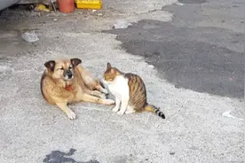 把狗狗当成家人，流浪猫给它舔毛留猫粮，但狗狗一脸不情愿的样子图片