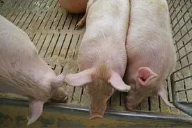 给猪喝点酒，烦恼不再有！这六个养猪难题都可以用白酒解决图片