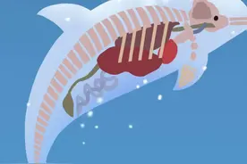 囚禁、喂药、殴打，你看的海豚表演越精彩，背后的真相就越残忍图片