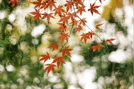 停止合村并居，重视农民权利的保护图片